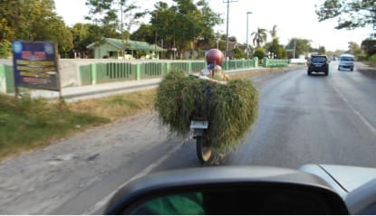 Live export - feed on motorbike