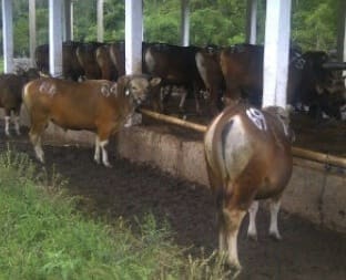 Photo from David Heath : Bringkit cattle market just outside Denpasar, Bali.
