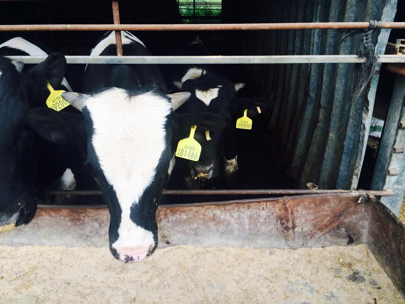 Non Australian cattle with apparent Australian ear tags in Gaza.