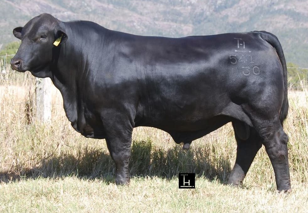 Telpara Hills bull