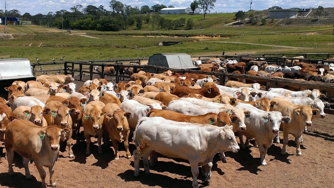 Steers and heifers on feed at Nolans' Wide Bay feedlot.