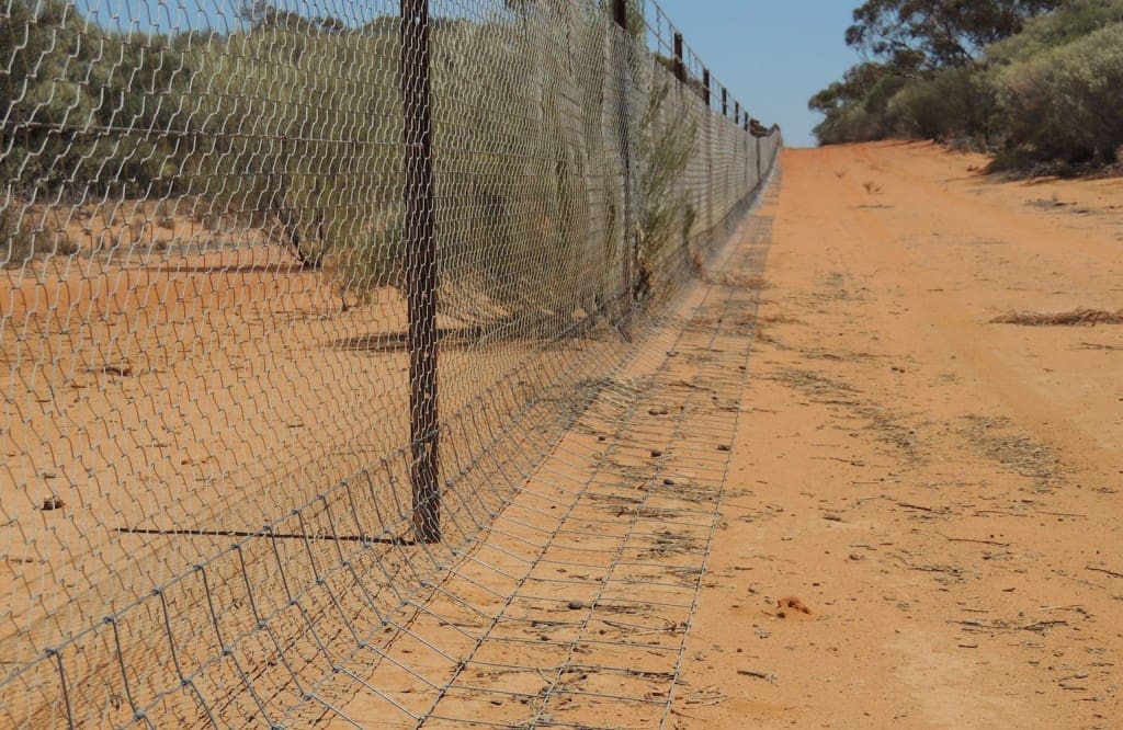 Dog proof fencing. Image: Agriculture WA.