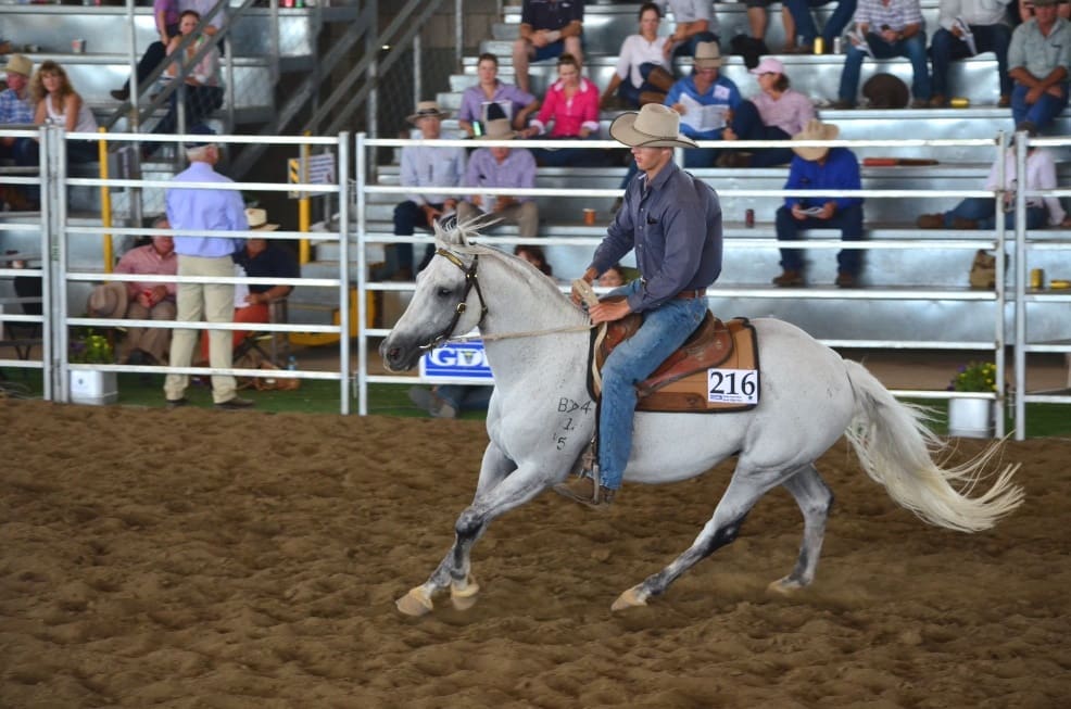 Dalby's equal top price at $30,000 was the grey nine-year-old stallion, Scenicrim Gunman bought by Ropeley Park ASH Stud, Gatton, Qld.