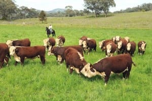 Hereford bulls southern