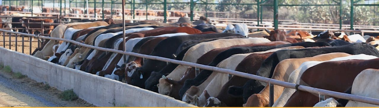 Yarranbrook feedlot