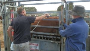 DAFWA technical officers Darren Michael and Phillip Button apply a pour-on worm control treatment to a steer during the drench resistance study. Picture: Jennifer Cotter