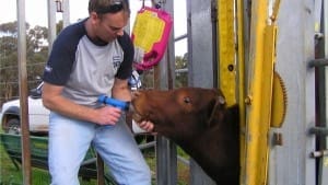 DAFWA technical officer Darren Michael drenches a steer as part of the study into drench resistance. Picture: Jennifer Cotter
