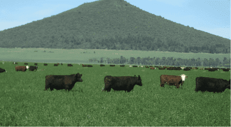 All segments of the cattle production system will benefit from the same fundamental changes.