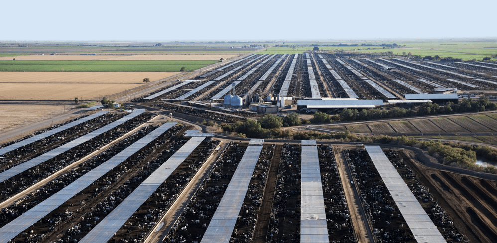 US feedlot