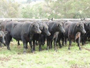 These 15-16 month old Hazeldean blood Angus steers at Walcha averaging 388kg, made 323c/kg to return $1255 on Friday.