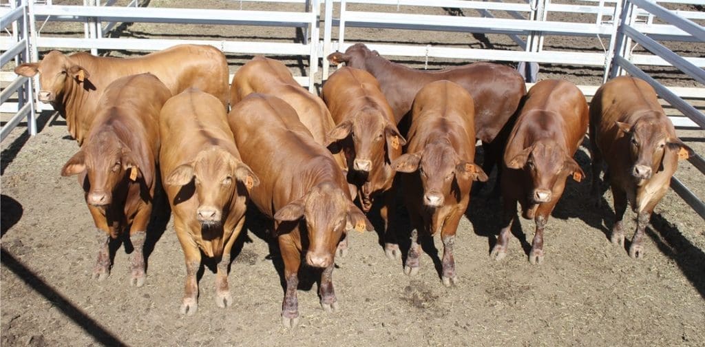 Grand champion pen at Beef 2015's opening event, the Ruralco Commercial Cattle Championships, were these grainfed Droughtmaster steers from Ken and Kerry McKenzie.