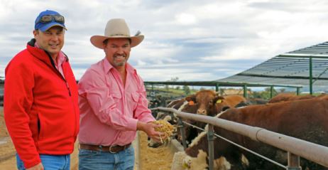 Killara's Tony Fitzgerald and Andrew Talbot with steers involved in the trial.