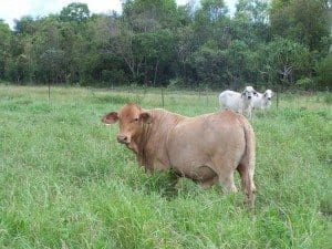 An F1 Senepol Brahman cross steer with Brahmans at the Douglas Daly Research Farm.