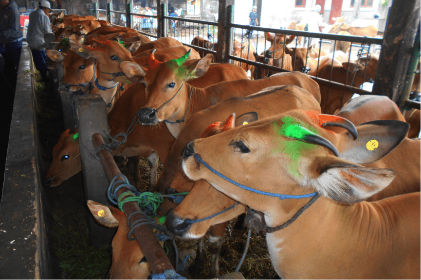 Young breeders with their horns marked with colour codes denoting their buyer.