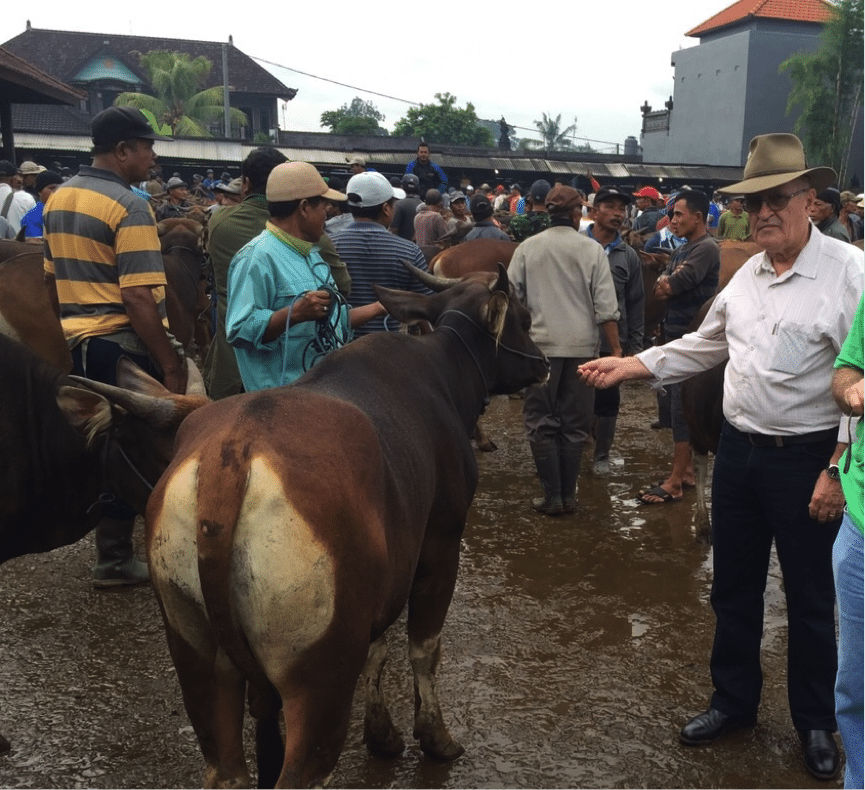 David Heath with a Bali bull that was sold twice in less than one hour while we watched the trading action.