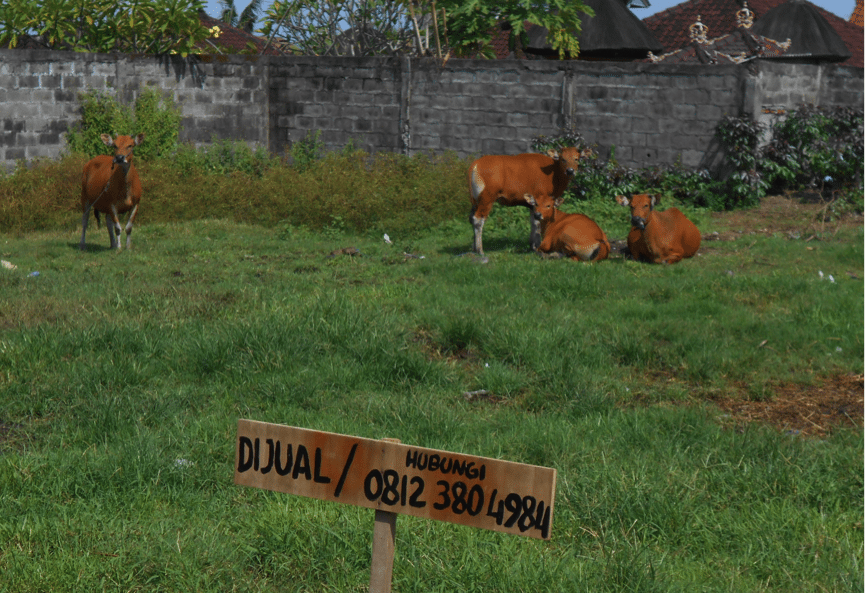 bali cows