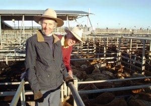 Ian and Janie Murray, Kindee Pastoral Co, Taroom, sold 350kg Charolais-cross steers to 338c/kg to return $1184/head at this morning's Roma’s store sale, which procued new saleyards record prices.
