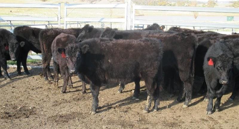 Goulburn steers