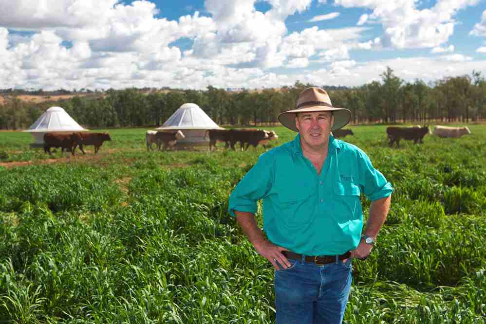 Ceres Ag's Mark Mason in one of the 300 pasture-based finishing cells at Gunyerwarildi, near Warialda.