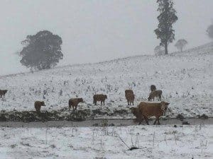 Snowbound steers in the New England area earlier today