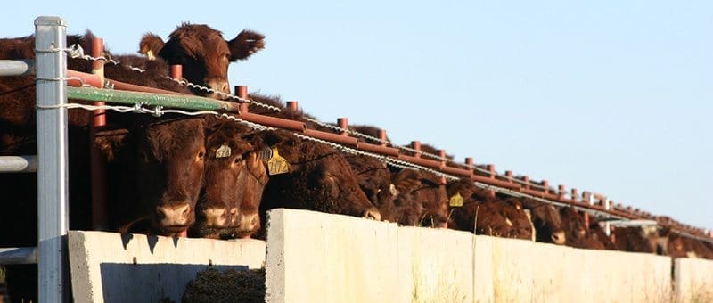 Shorthorn steers feedlot