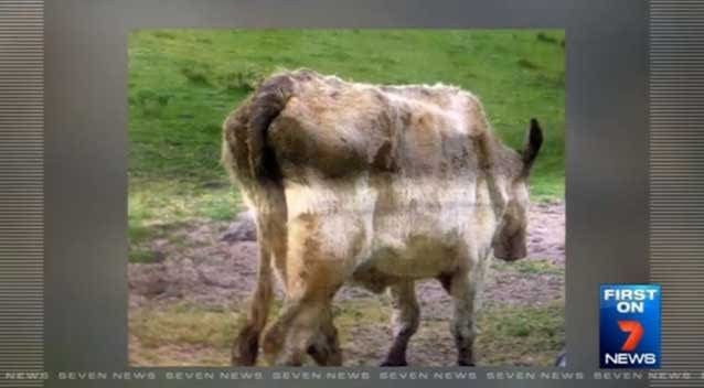 RSPCA SA cattle