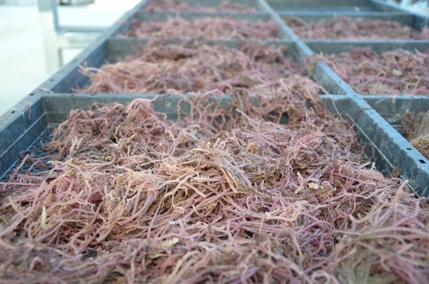 Experiments in cattle and sheep have shown feeding dried and ground red algae reduced methane emissions by up to 80 percent. There is potential for red algae to play a major role in reducing methane emissions across all Australian livestock industries.