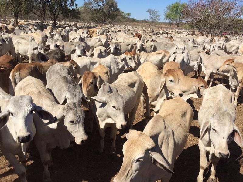 Part of a line of 900 Hayfield Station steers sold on Friday for a live export record price of 330.4c/kg on property.