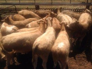 Top price for breeders went to these Shorthorn cows and calves from Pleasant Hills in the Riverina, three years weighing 558kg, with Charolais calves at foot, making $2305.