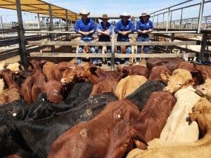 The TopX Roma Selling Team, Carl Warren, Lincoln McKinlay, Cyril Close, and Sarah Packer, with the pen of Santa-cross steers that sold to 410c/kg for 179kg to return $735/head at Tuesday’s Roma Store Sale.