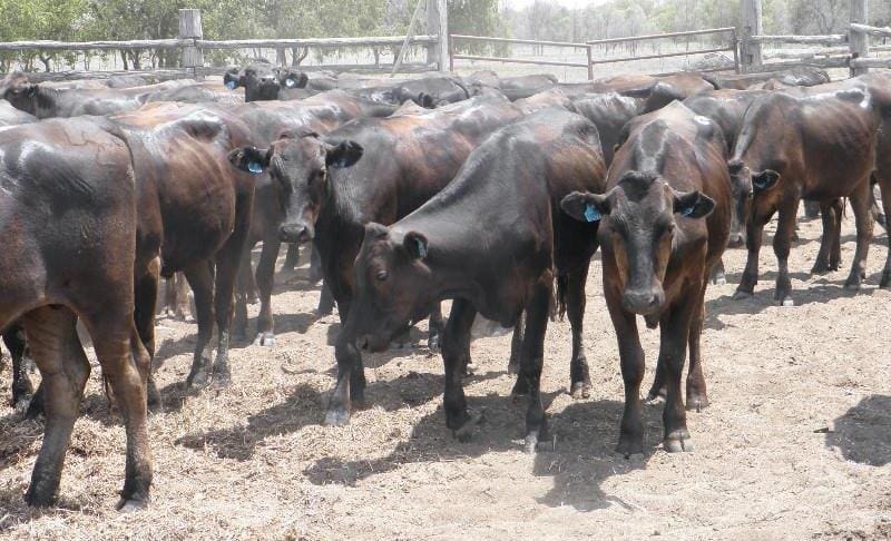 This line of 163 Fullblood Wagyu steers averaging 389kg from Emerald, Qld sold in two lines making 620c/kg liveweight or $2414.