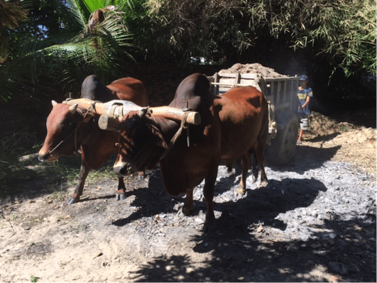 Photos by George Black: Two bulls pulling about a ton of dirt.