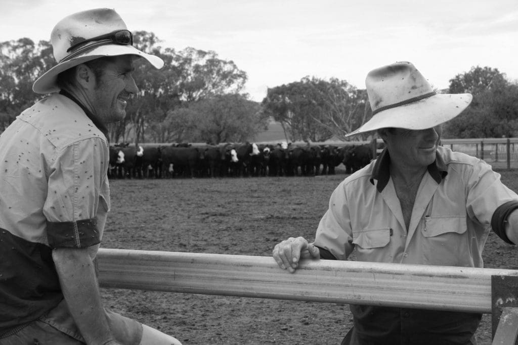 Peter and Mark Lane in the feedyard at Nullamanna