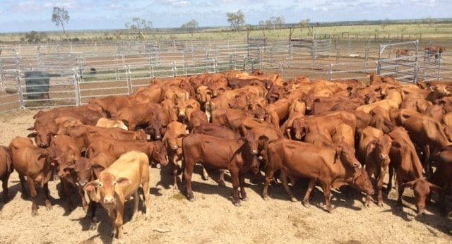 These rising two-year-old 261kg Droughtmaster steers in store condition sold account Dunluce Grazing at Hughenden in North QLD made 358c.