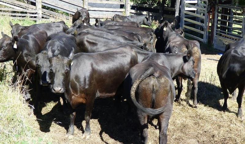 These Angus cows, with well-grown Angus calves at foot topped the cow makret on Friday at $2680/unit.