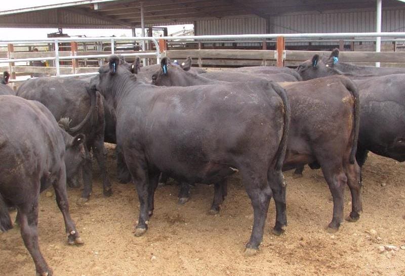 Strong numbers of PTIC females were offered this week, with yearling heifers selling from $1150 to the top price of $1800 paid for these Angus heifers out of Mortlake VIC, in calf to Angus.