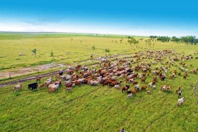 Coastal grassfed