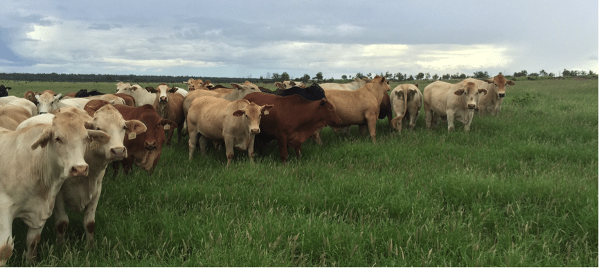 2016-3-29-McCamley steers