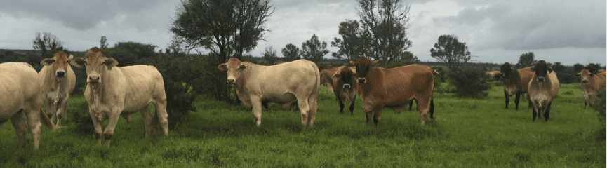 2016-3-29-mccamley-steers-2