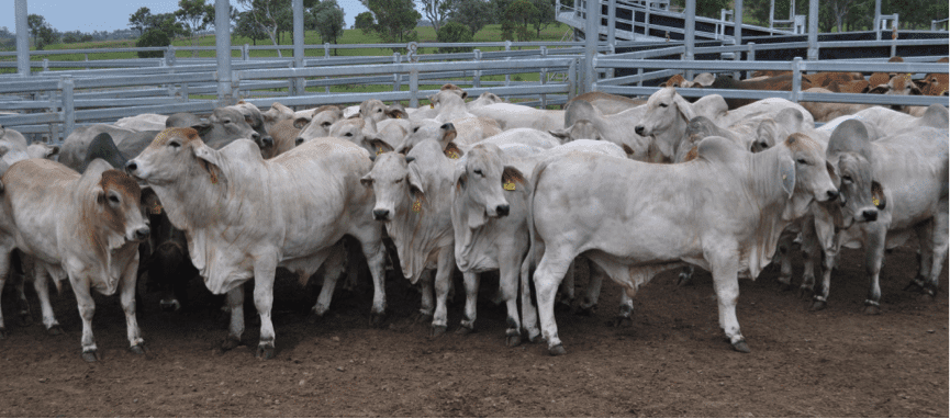 Cattle from north Queensland and the NT have the capacity to replace stock disappearing from the south.