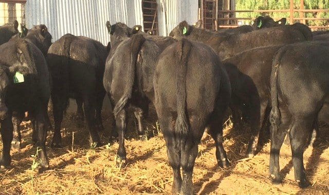 Older cows made $2000 to $2410, topping the sale with three to seven year old Angus cows from Rushworth, Vic with quality AI Angus calves at foot.
