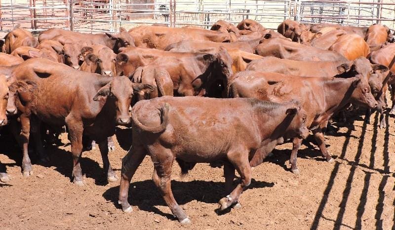 These 6-14 month old, 250kg Santa steers at Cunnamulla sold for 354c or $885 on Friday