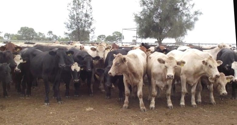 a line of 264 heavy grown Angus and Palgrove Charolais x Angus steers from Roma, QLD, 460kg at 22-26 months, sold in four lots to 328c/kg to clear $1520