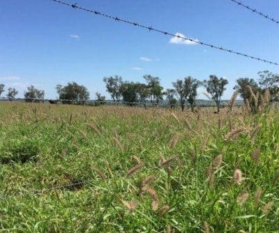 Flush with buffel grass, Roma's Bracco is currently being offered with a sale and five-year leaseback option.