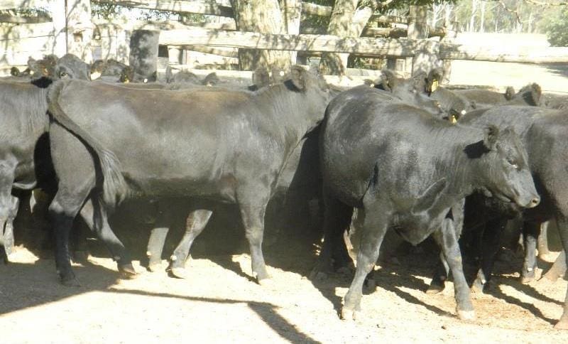 These feeder-type Angus x Shorthorn heifers 430kg sold for $1290 at the Jeogla sale