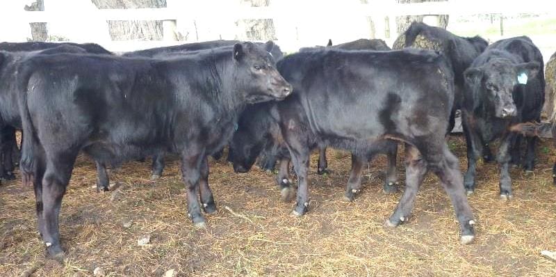 This line of Angus steers 8-10 months averaging 296kg from Whitemark, Flinders Island, sold for $950/head or 321c/kg on Friday's Roberts sale.