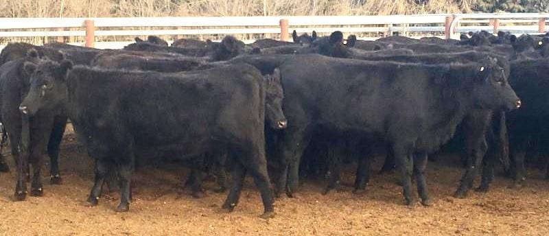 These yearling PTIC Angus heifers, part of a large 600-head drought sell-down Glen Collin Pastoral Co, Walcha NSW, made $1625 on Friday.