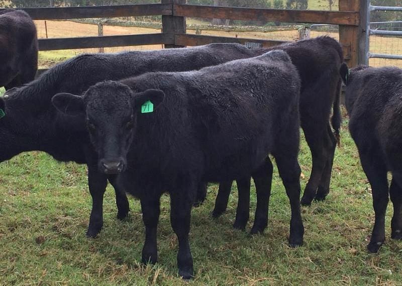 A pen of 12 Fullblood 7-10 month old Wagyu steers averaging 231kg from David Wooley’s Ramble Lane Cattle Co, Bega, NSW, sold for 609c/kg live or $1410/head at Thursday's inaugural Premium Wagyu Sale.