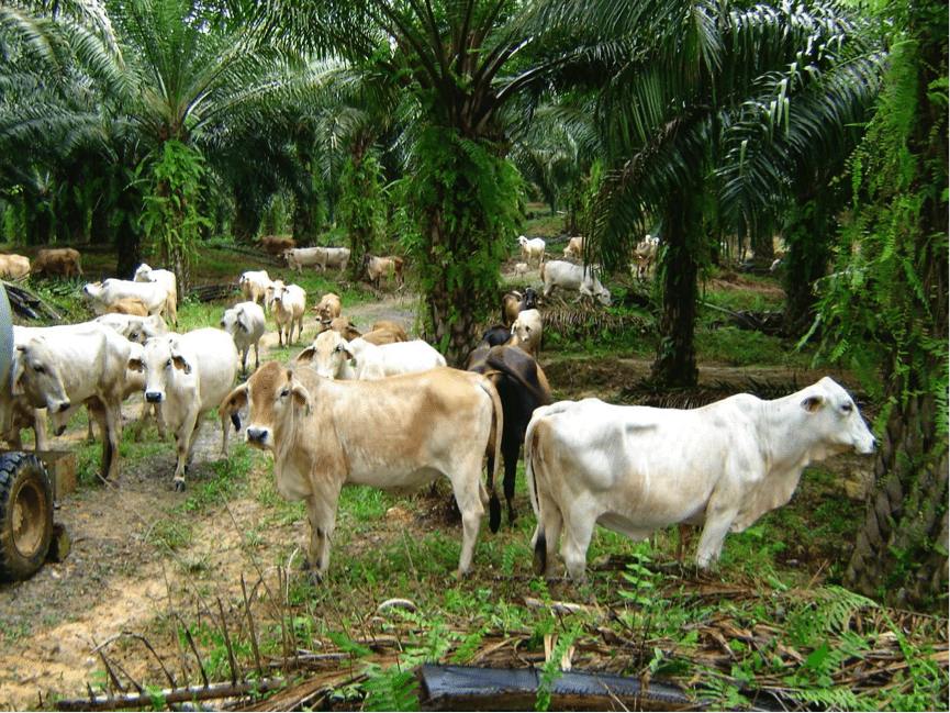 Ainsworth June 2016 cattle under palm