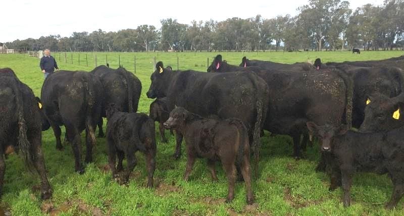 These 4-5 year old Angus cows with young Angus calves at foot, but not rejoined, from Wangaratta, VIC, made the top cow and calf price of $2700 on Friday.